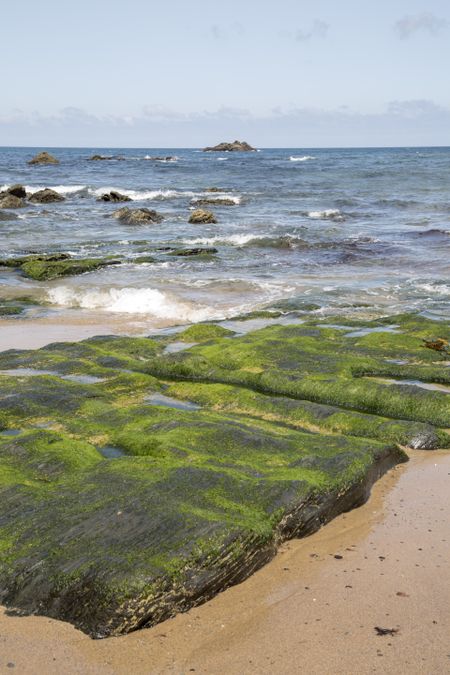 Seaweed at Picon Beach; Loiba; Spain