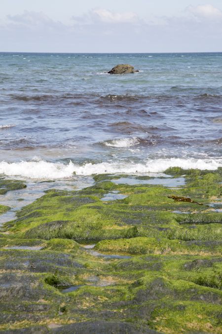 Seaweed at Picon Beach; Loiba; Spain