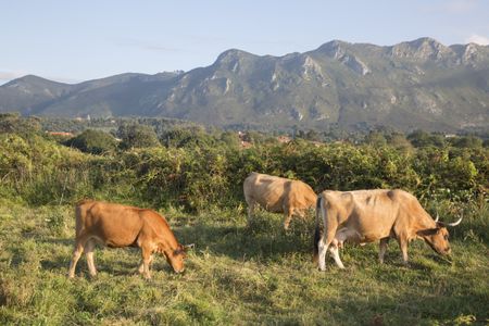 Cows at Bufones de Pria; Austurias; Spain