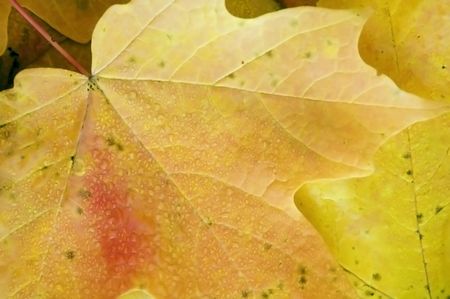 Maple leaf with dew