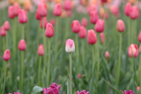 Pink and white tulip among red tulips
