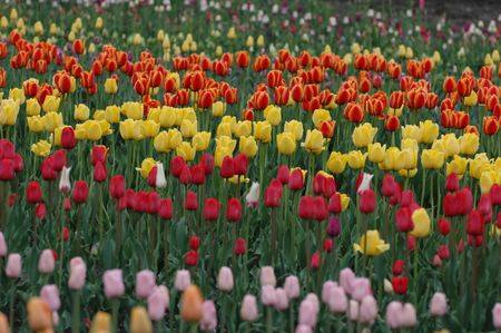 Field of tulips on a tulip farm