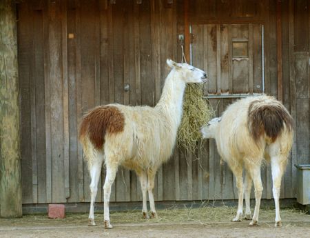 2 llamas eating