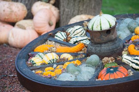 pumpkins in a German garden