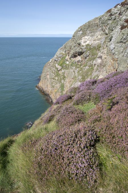 Cliffs and Heather at Llanbadrig; Cemaes; Anglesey; Wales; UK