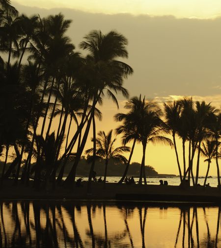 Hawaiian scenic: silhouettes of beachgoers under palm trees, waiting for sunset, at Anaehoomalu Bay on the Kona Coast of the Big Island