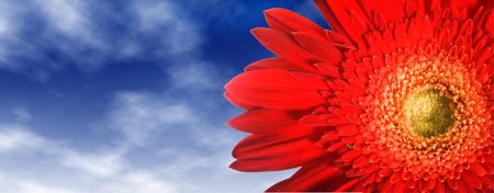 Close up of a red flower with a blue sky as a background