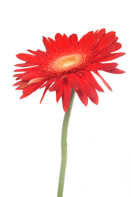Red flower over a white background