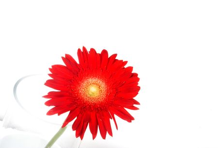 Red flower on a vase over white