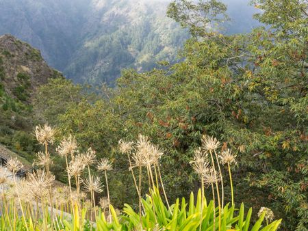 the Island madeira