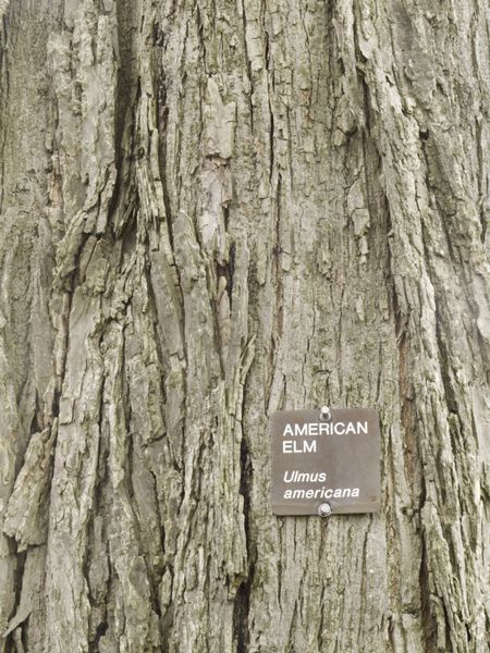 Bark of American elm (botanical name: Ulmus americana), a hardy tree native to eastern North America