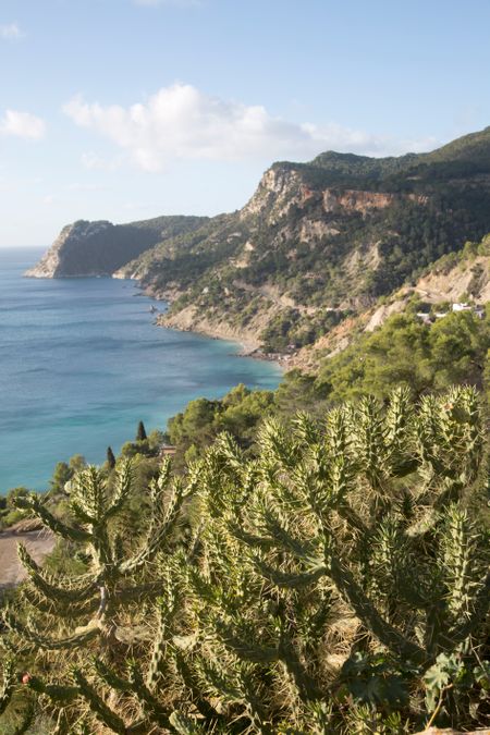 Cactus Plant at Es Cubells Cove, Ibiza, Spain