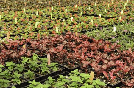 Plants galore in greenhouse arrangement