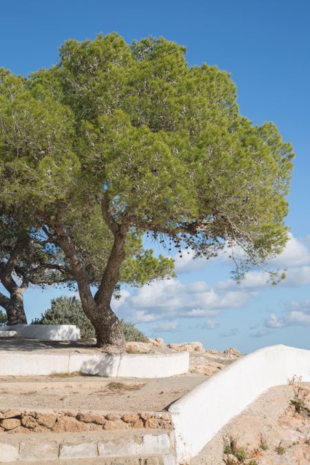 Pine Tree at Cala Bassa Cove Beach; Ibiza; Spain
