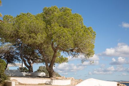 Pine Tree at Cala Bassa Cove Beach; Ibiza; Spain