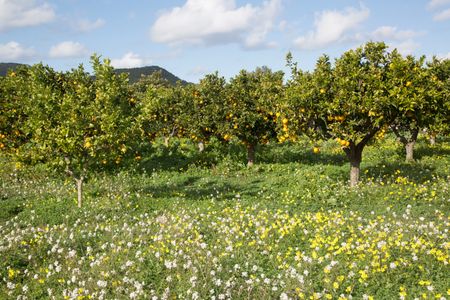 Orange Grove and Wild Flowers; Santa Agnes; Ibiza; Spain