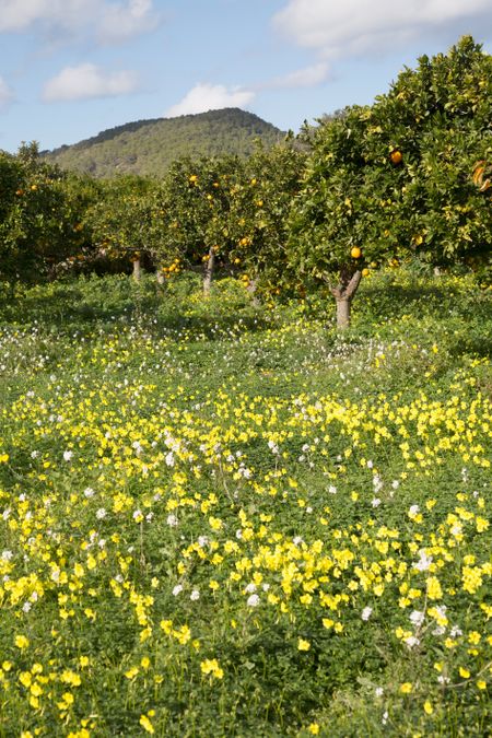 Orange Grove and Wild Flowers, Santa Agnes; Ibiza; Spain