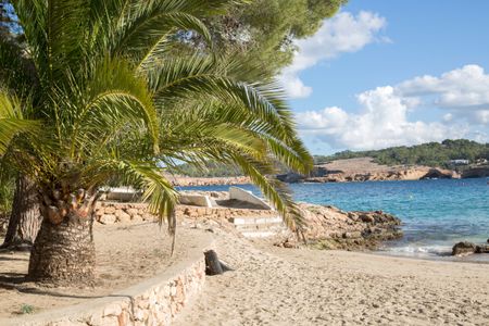 Palm Tree at Cala Bassa Cove; Ibiza; Spain