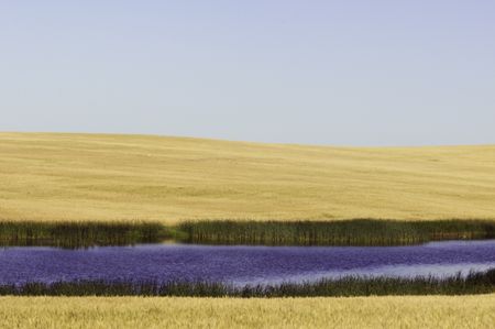 Summer landscape in western South Dakota: small rippled lake, fringed with tall reeds, in middle of field of hay under light blue sky