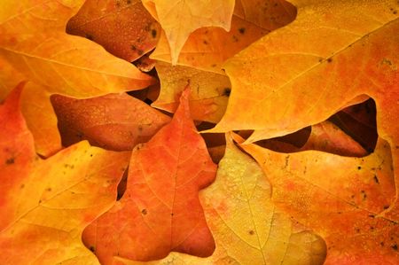 Maple leaves on forest floor