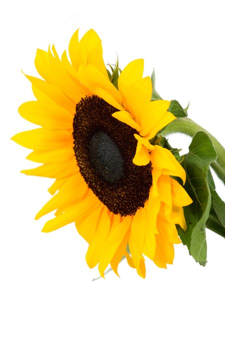 beautiful isolated yellow sunflower over a white background