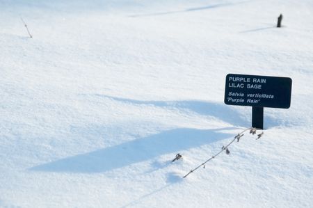 purple-rain-marker-protruding-snow-825842 Purple rain marker protruding from snow