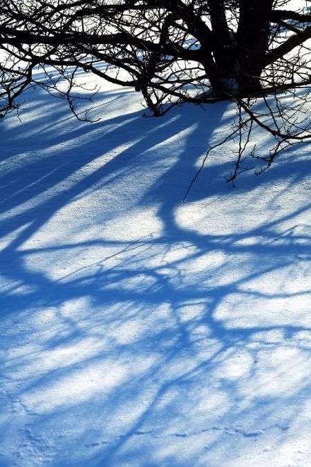 Shadows of tree branches on snow