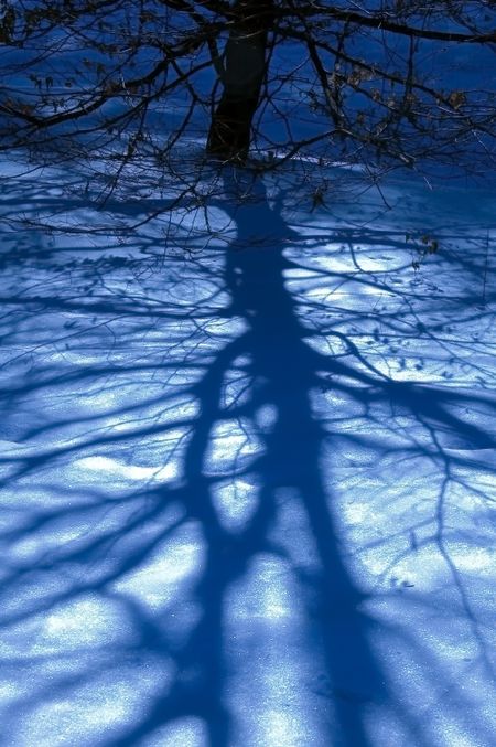 Long tree shadows on snow