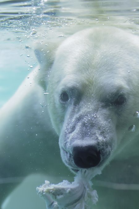 Polar bear (scientific name: Ursus maritimus) feeding underwater