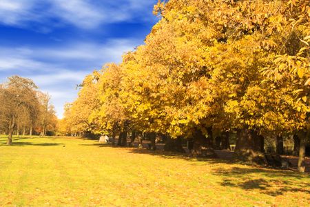 beautiful autumn trees