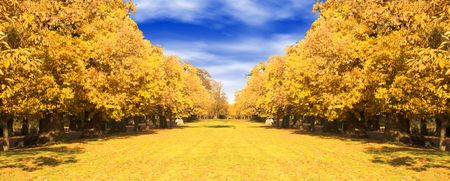 autumn view in greenwich park