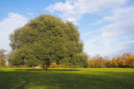 beautiful tree