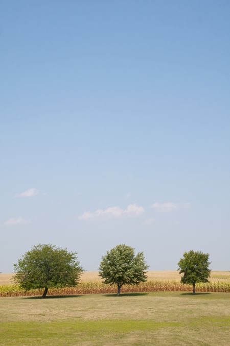 Blue sky with a few distant clouds above three trees by corn field on a summer day