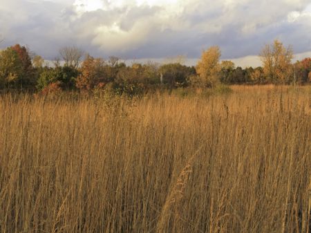Prairie landscape at sunset in fall, with rain clouds moving in beyond horizon of woods, northern Illinois