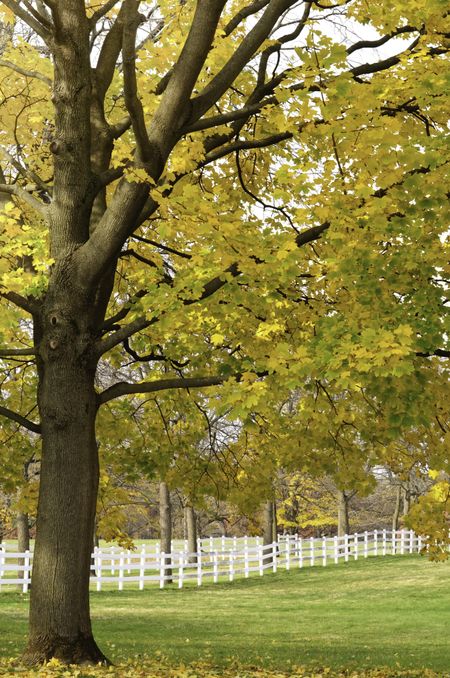 Autumn scenic on a horse farm in northern Illinois: Leaves of maple tree changing color over paddock on public horse farm in Warrenville, Illinois, USA, at end of October