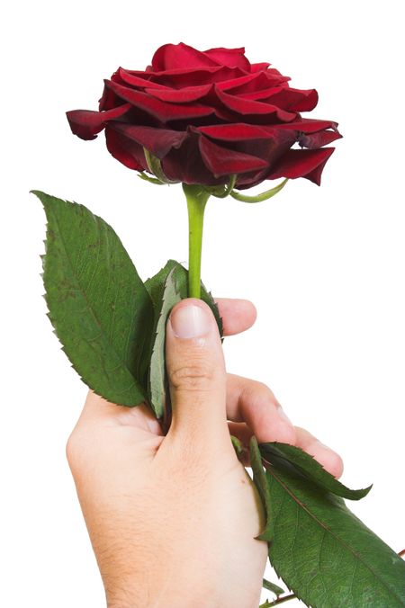 beautiful rose held by a hand