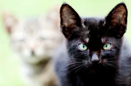 Black cat at the park with a friend