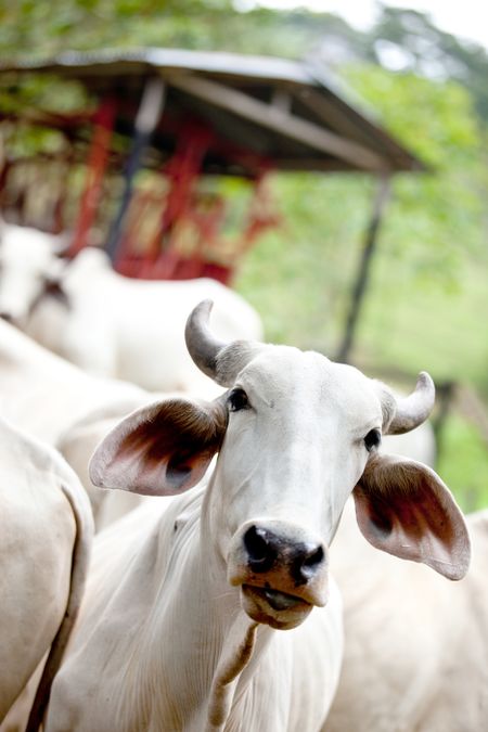 Zebu cow at a cattle farm or ranch