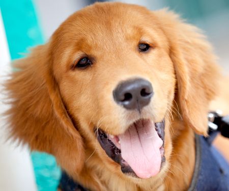 Portrait of a beautiful Golden Retriever puppy