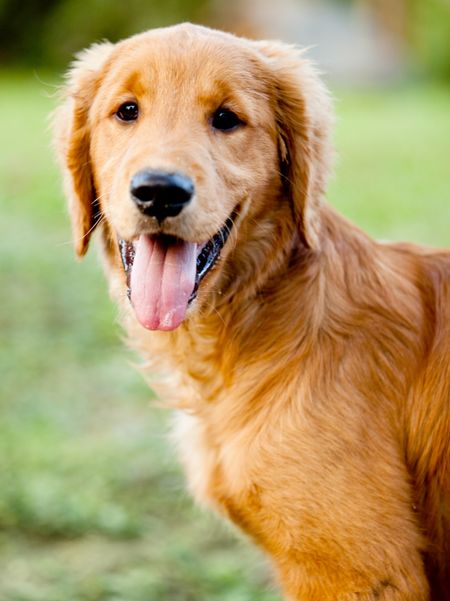 Portrait of a beautiful dog at the park