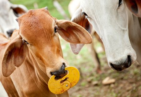 Zebu cows at a cattle farm or ranch