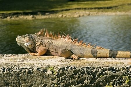 Male iguana
