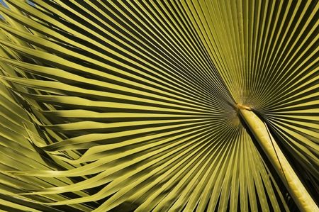 Radiating palm fronds