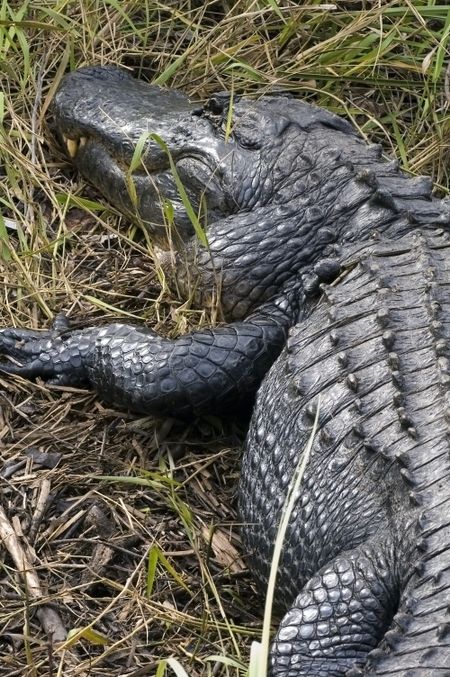 Alligator basking in grass