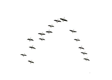 Follow the leaders: Flock of Canadian geese flying in an imperfect V formation, isolated on white