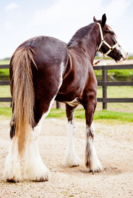 Beautiful brown draft horse outdoors with white legs