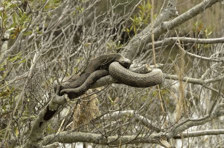 Environmental portrait of cottonmouth, a poisonous snake (scientific name: Agkistrodon  piscivorus), waiting on branch in coastal wetland
