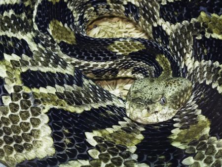 Canebrake rattlesnake (scientific name: Crotalus horridus)
