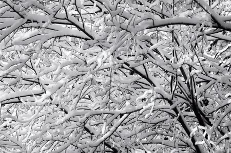 Tree branches after snowfall
