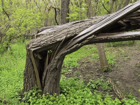 Storm damage: Broken tree in woods, springtime in northern Illinois